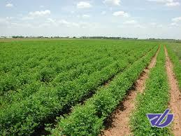 توصیه‌های هواشناسی کشاورزی برای روزهای پایانی تیر