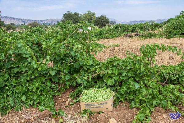 توصیههای هواشناسی کشاورزی برای روزهای ابتدایی مرداد