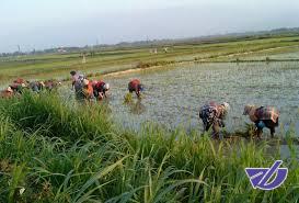 مخالفت کارشناسان با کشت دوم برنج در مازندران