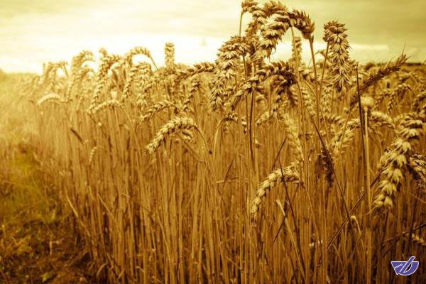 تولید 17 تن انواع بذور پرورشی گندم و جو در مرکز تحقیقات کشاورزی یزد