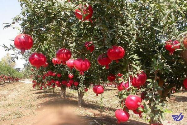 تولید نانوآفت‌کش‌های زیست‌سازگار/کنترل پسیل پسته و شته انار با روش زیستی