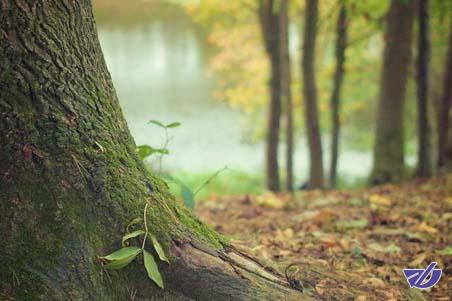 برنامه جدید مغولستان برای حفظ جنگل‌هایش