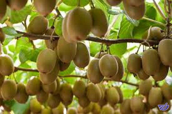 معضلی جدید به نام "صادرات کیوی کال"