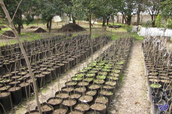 تاسیس سه مزرعه جامع تولید نهال