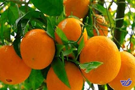 تشخیص زودهنگام سرطان و آلودگی باغات مرکبات با «نانو کیت» محققان کشور