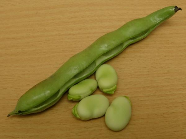 پنج رقم جدید باقلا در کشور معرفی میشود