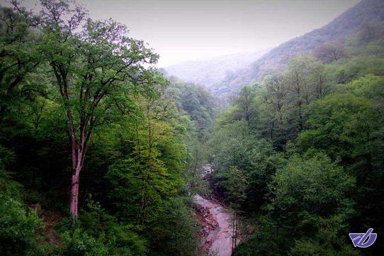 مخالفت با ساخت جاده در جنگل‌های هیرکانی
