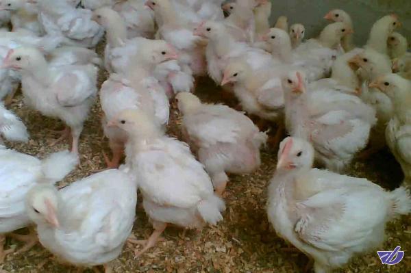 مرغ‌ها بی‌دان ماندند!