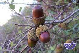 مهار آلودگی خشکیدگی جنگل های بلوط زاگرسی با مشارکت مردم