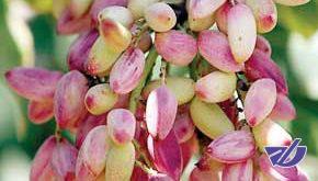 گله‌مندی سلطانی‌نژاد از ناملایمات معاملات پسته در بورس کالا