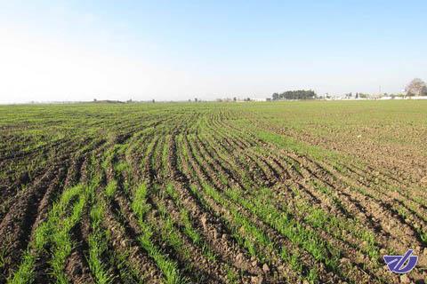 توصیه‌های هواشناسی کشاورزی برای روزهای پایانی آبان