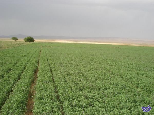 ارائه الگوریتمی برای تشخیص"یونجه" از سایر گیاهان در تصاویرماهواره‌ای