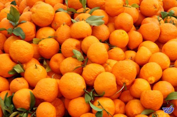نیاز شدید بازار روسیه به نارنگی