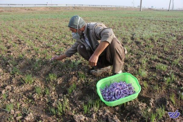 زعفران‌کاران با ورود به معاملات آپشن از نوسان قیمتی در امان می‌مانند
