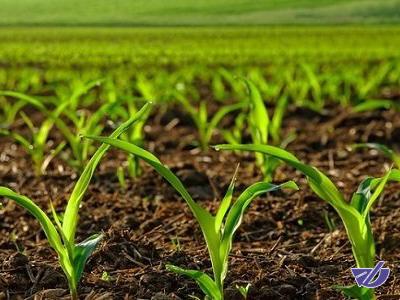 رویدادی برای تسریع انتقال فناوری‌های نوآورانه به بخش کشاورزی