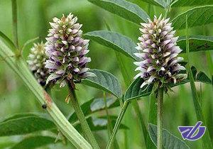 ایجاد کلکسیون ارقام مناسب "شیرین‌بیان" کشور/حمایت از استارتاپ‌های گیاهان دارویی