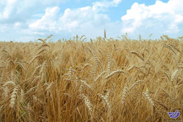 گندم صادراتی کیلویی ۸۰۰ تومان!