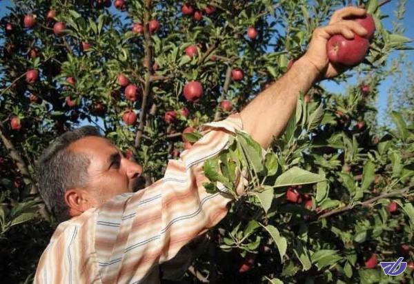 کدام کارگران کمترین دستمزد روزانه را میگیرند؟