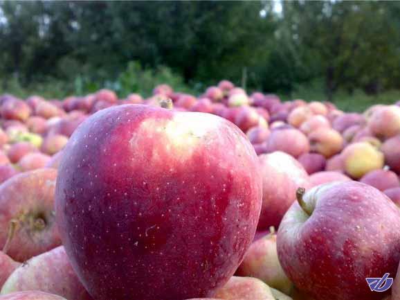 قیمت سیب صنعتی ۸۰۰ تومان تعیین شد