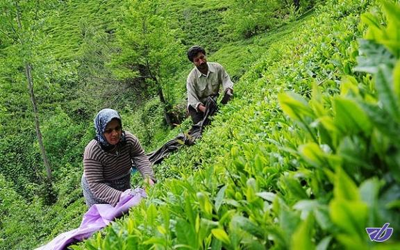خبر خوش برای چایکاران