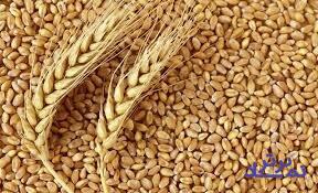 کیفیت در روند خودکفایی گندم مغفول مانده است
