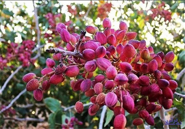 هوای خنک، پسته زرندیه را خندان‌تر کرد