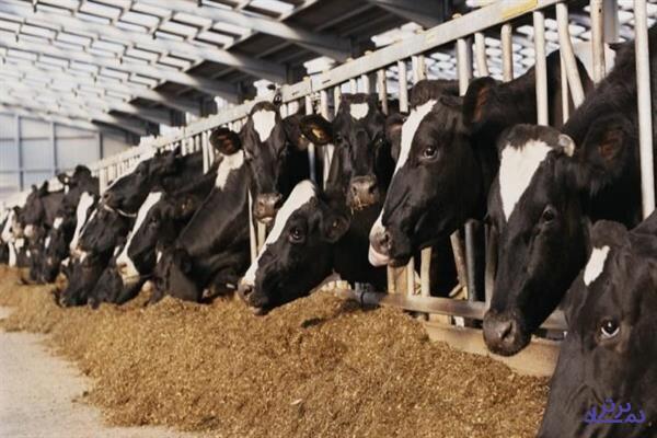 تسریع در تخصیص ارز واردات نهاده های دامی در ازای پرداخت وجه
