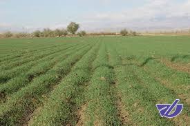 کشت پاییزه در سال آینده کاهش می یابد