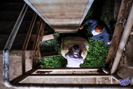 افزایش خودکفایی چای در سال آینده/ نظارت شدید بر چای سنواتی