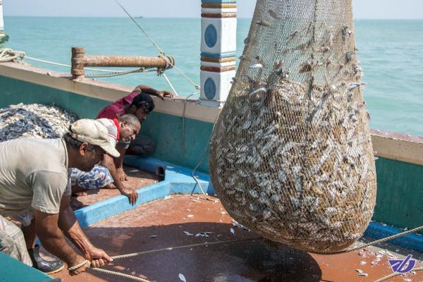 نابودی ۳ صیدگاه میگو در شرق هرمزگان
