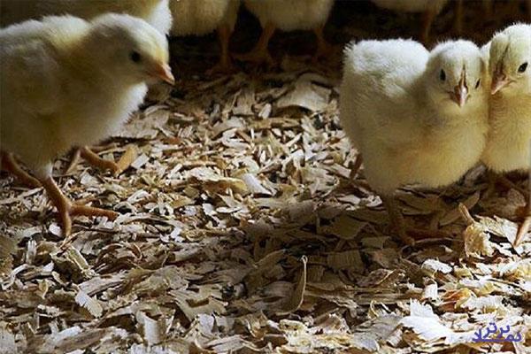 افزایش ۷۰۲ درصدی سوود انباشته "زماهان"