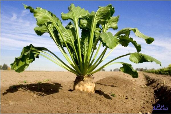 قیمت گذاری دستوری سطح زیر کشت چغندر قند را پایین آورد