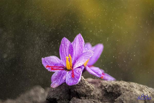 دستورالعمل خرید حمایتی زعفران ابلاغ شد