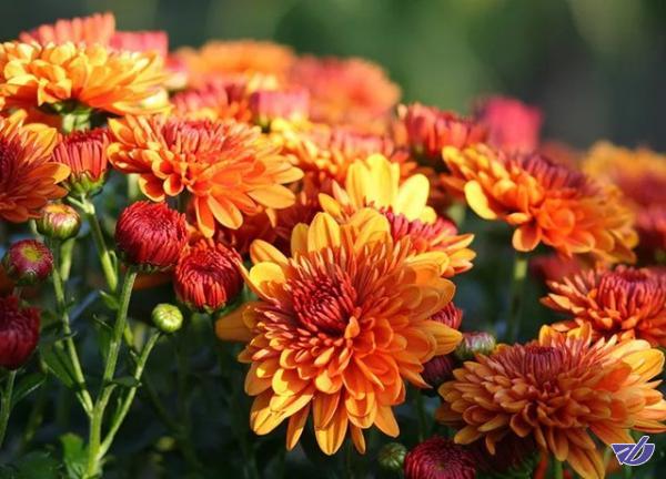 معرفی 800 رقم جدید گل داوودی از سوی محققان کشور