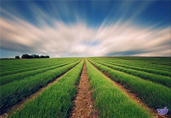 آخرین و اولین توصیههای هواشناسی برای کشاورزان