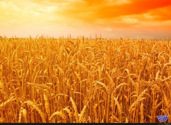 خرید گندم به مرز 8.9 میلیون تن رسید/68 درصد مطالبات پرداخت شد