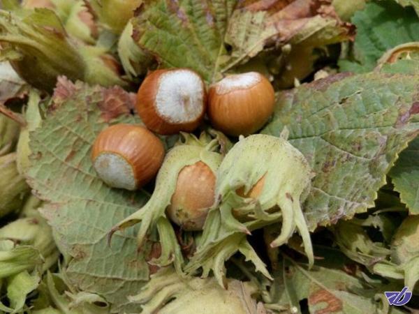 60 درصد باغات فندق رودسر دچار سرمازدگی شد