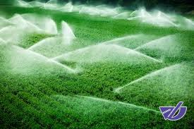 استفاده از آبیاری خشک و مرطوب به جای غرقابی در کشت برنج