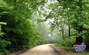 هفت تاثیر حیاتی جنگل‌ها بر زندگی انسان