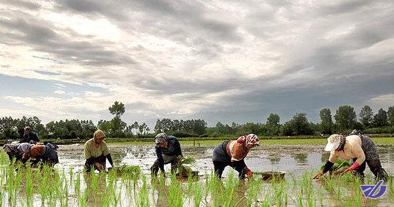 مسئولان بدون ارتباط با کشاورزان تصمیمگیری میکنند