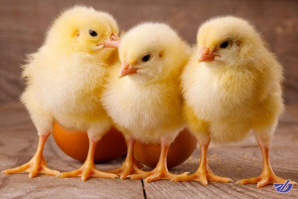 محصولات «ایسوزو» و «بنز»، خودروی حمل جوجه می شود