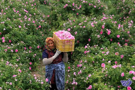 توصیه‌های 6 روزه هواشناسی کشاورزی