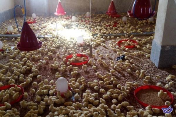 تعطیلی ۶۰ مرغداری و مرکز غیرمجاز پرورش ماهی