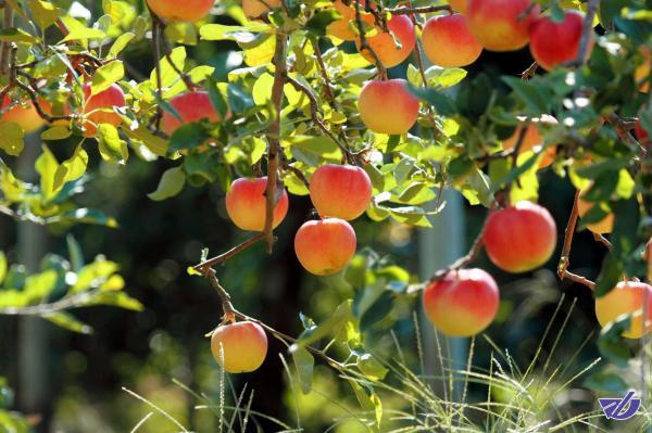 متقاضیان اشتغال روستایی چقدر وام گرفتند؟