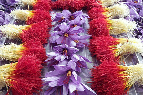 راه اندازی قرارداد اختیار معامله زعفران نگین با سررسید دی ۱۴۰۰